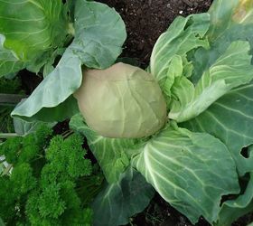keeping your brassicas pest free, gardening, pest control, Try using pantyhose to keep your cabbage pest free