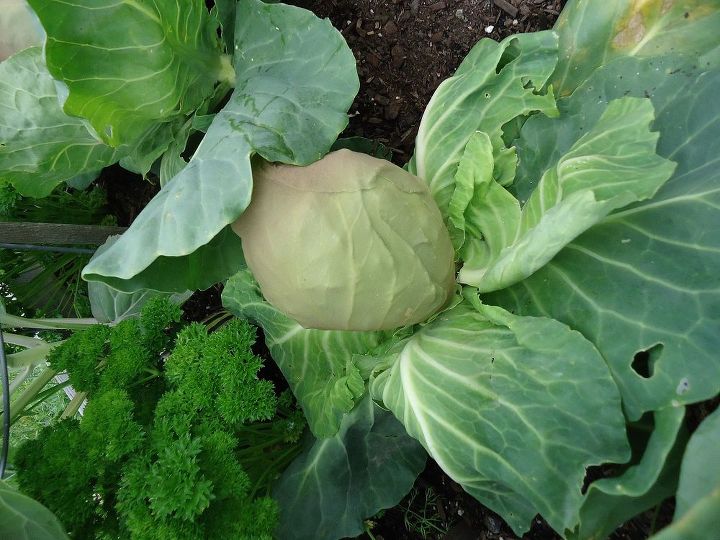 keeping your brassicas pest free, gardening, pest control, Try using pantyhose to keep your cabbage pest free