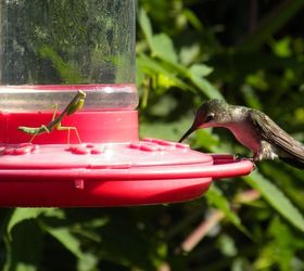 did you know one of the hummingbirds predators is the praying mantis, outdoor living, pets animals, Praying mantis practicing patience on hummingbird feeder