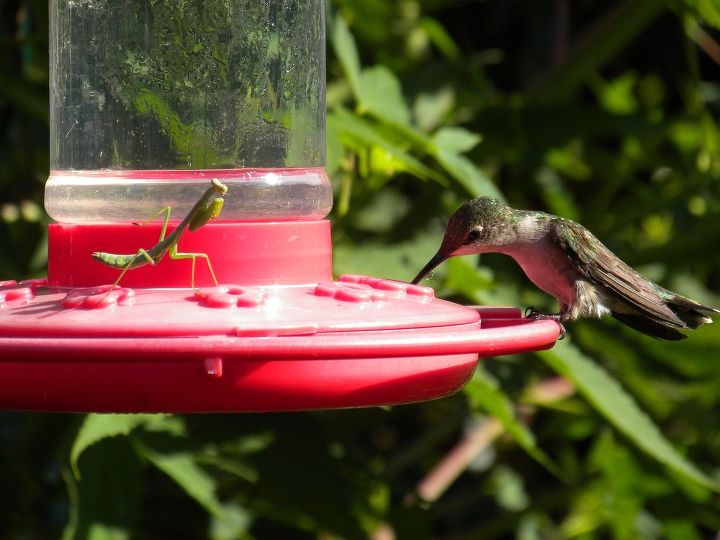 did you know one of the hummingbirds predators is the praying mantis, outdoor living, pets animals, Praying mantis practicing patience on hummingbird feeder