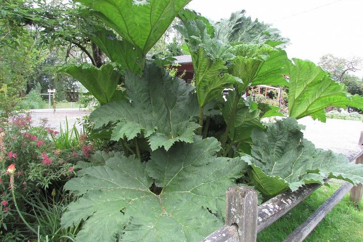 cement leaf gunnera, concrete masonry, landscape, outdoor living, Leafs I use to make my cement leaf