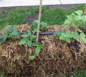 straw bale gardening, gardening, This works well with strawberries and peppers too
