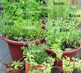 grow your own perennial container herb garden, container gardening, flowers, gardening, perennials, This garden has 14 different herbs growing that come back year after year mint variety show in Kentucky Colonel or Mojito mint Egyptian walking onions saffron rosemary chives marjoram and oregano just to name a few
