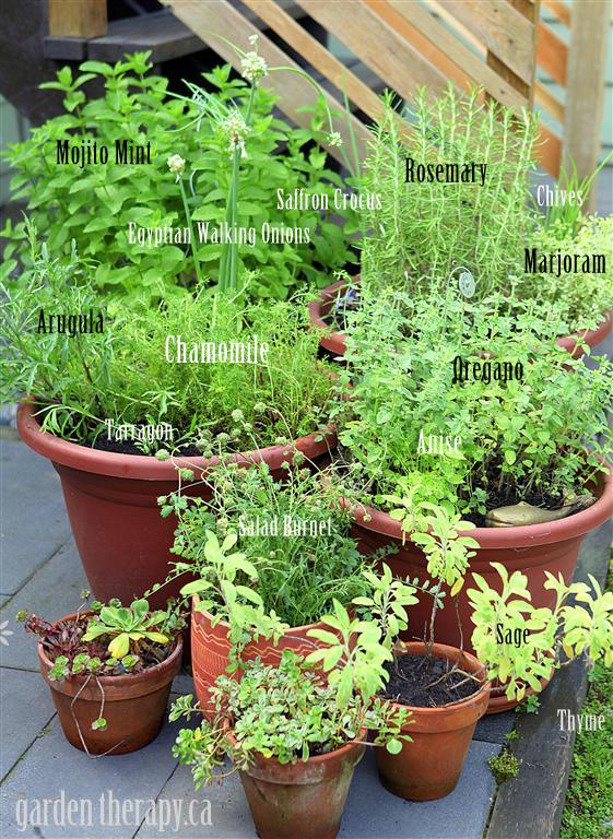 grow your own perennial container herb garden, container gardening, flowers, gardening, perennials, This garden has 14 different herbs growing that come back year after year mint variety show in Kentucky Colonel or Mojito mint Egyptian walking onions saffron rosemary chives marjoram and oregano just to name a few