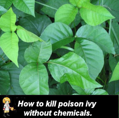 natural ways to kill poison ivy without using chemicals, gardening