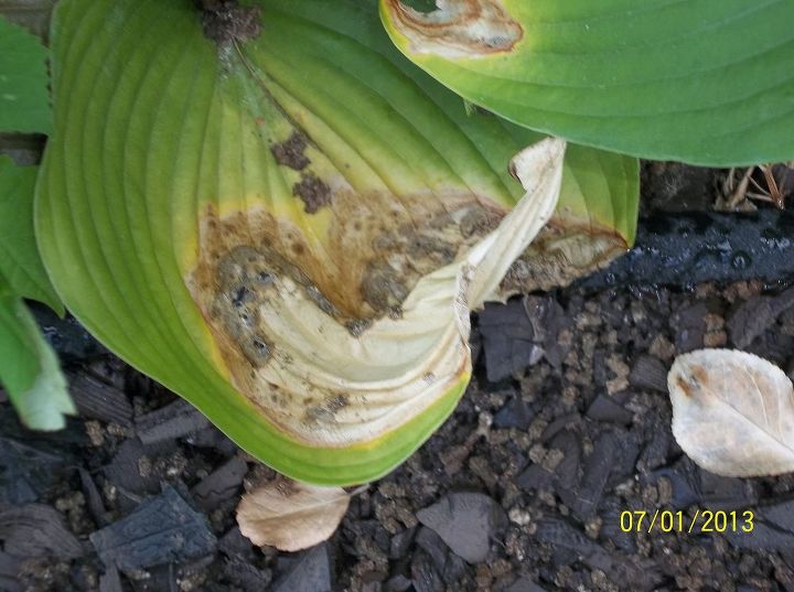 las babosas y los caracoles se estn comiendo mis hostas