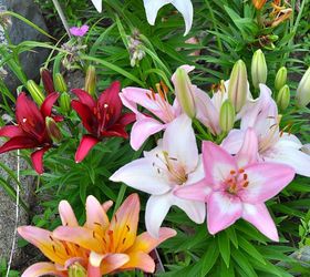 tips on growing beautiful lilies, gardening, ponds water features, Lilies need well drained soil