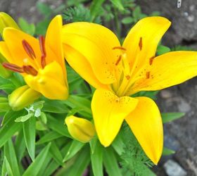 tips on growing beautiful lilies, gardening, ponds water features, Bright yellow