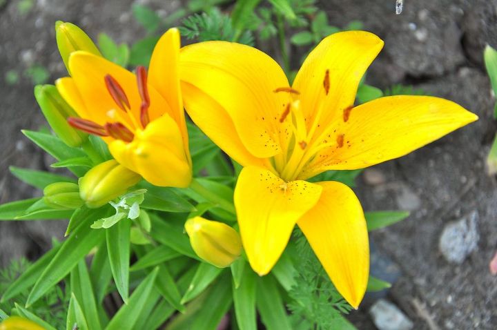 consejos para cultivar hermosos lirios, De color amarillo brillante