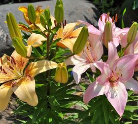 tips on growing beautiful lilies, gardening, ponds water features, Clusters of lilies will bloom most of the summer