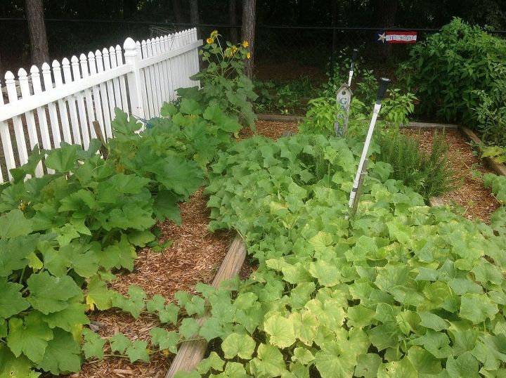 my vegetable garden 2013 edition, gardening, This year I decided to just let my Cucumber Plants to run Doing very well and Zucchini plants on the left July 7 2013