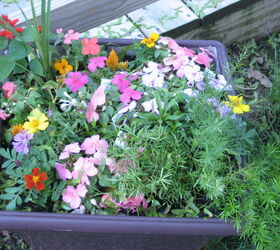 recycled gas can buckets and more, flowers, gardening, repurposing upcycling, flowers