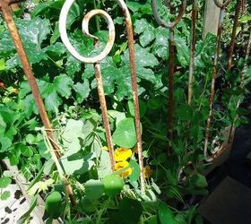 how to use old junk in the garden, gardening, repurposing upcycling, Brought out an old gate to use as support for the peas