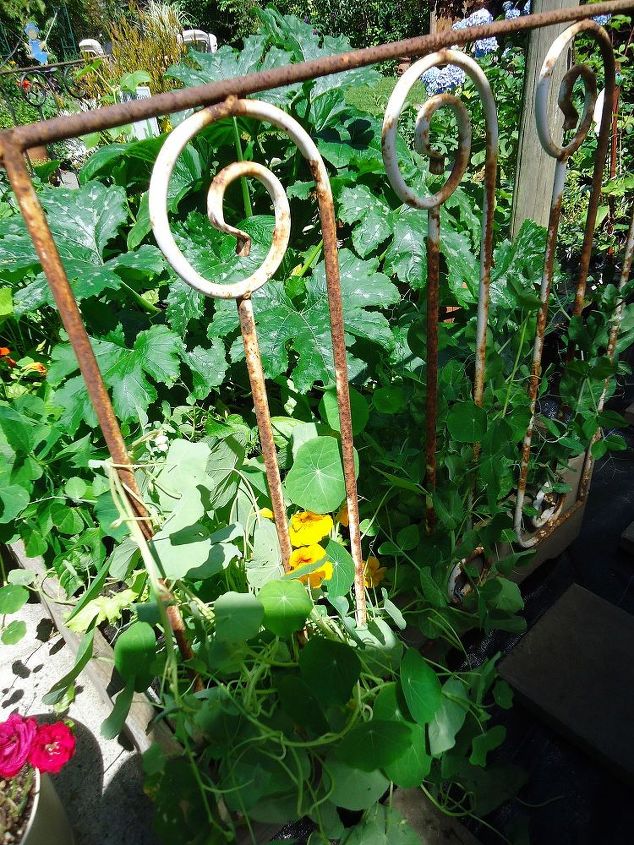 how to use old junk in the garden, gardening, repurposing upcycling, Brought out an old gate to use as support for the peas