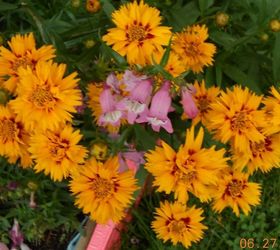 summer time flowers, flowers, gardening, Coreopsis and bearded tongue