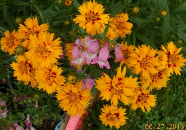 summer time flowers, flowers, gardening, Coreopsis and bearded tongue
