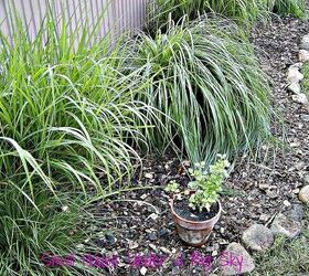 using bark chips as mulch, gardening, landscape, The side of the pole barn garden This area is planted with low upkeep clumping ornamental grasses