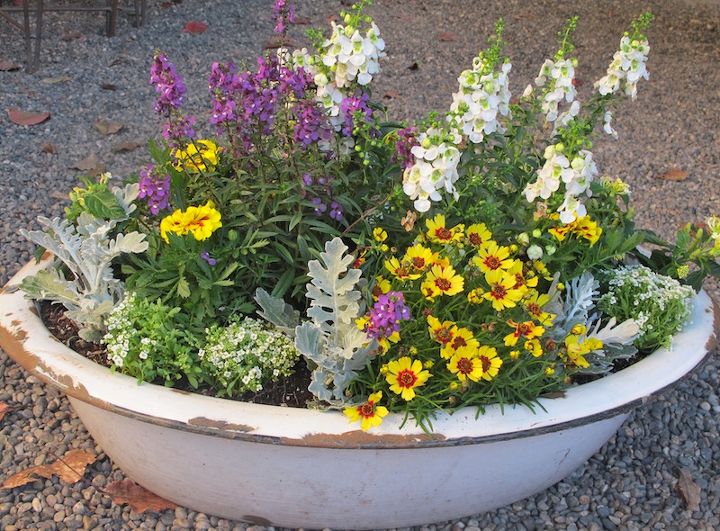 container garden in a vintage enamelware tub, container gardening, flowers, gardening, repurposing upcycling, Love my enamelware tub Before it was just leaning in a corner Love it more now I put a mixture of gravel packing peanuts in the bottom for drainage