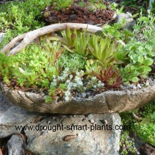combining twigs with hypertufa, container gardening, gardening, succulents, What a combination the smooth but rustic twig the rugged and rustic hypertufa and lush plantings of hardy succulents
