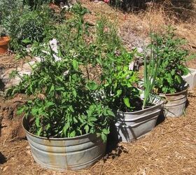 galvanized tomato garden for one, gardening, repurposing upcycling