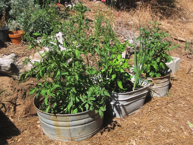 galvanized tomato garden for one, gardening, repurposing upcycling