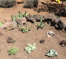 how to plant succulents, flowers, gardening, how to, succulents