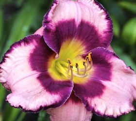 five favourites for mid summer blooms, flowers, gardening, perennials, daylilies an all time favourite of mine