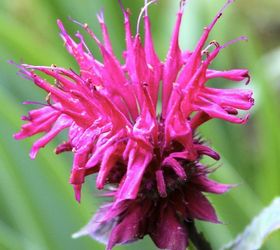 five favourites for mid summer blooms, flowers, gardening, perennials, beebalm or monarda attracts bees and butterflies to your garden