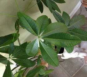 help in identifying house plant, gardening