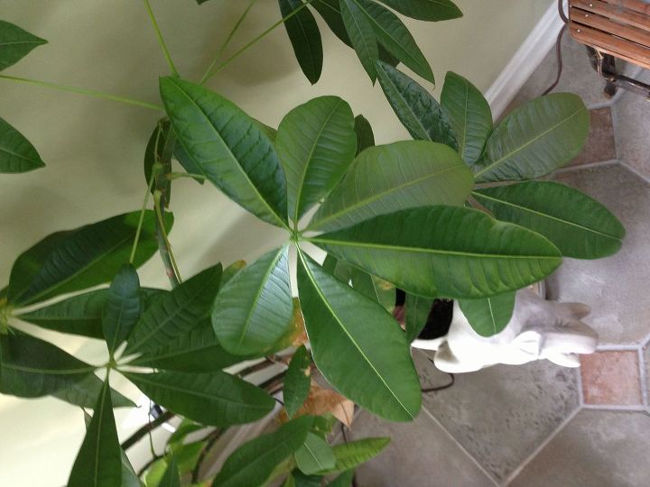 help in identifying house plant, gardening