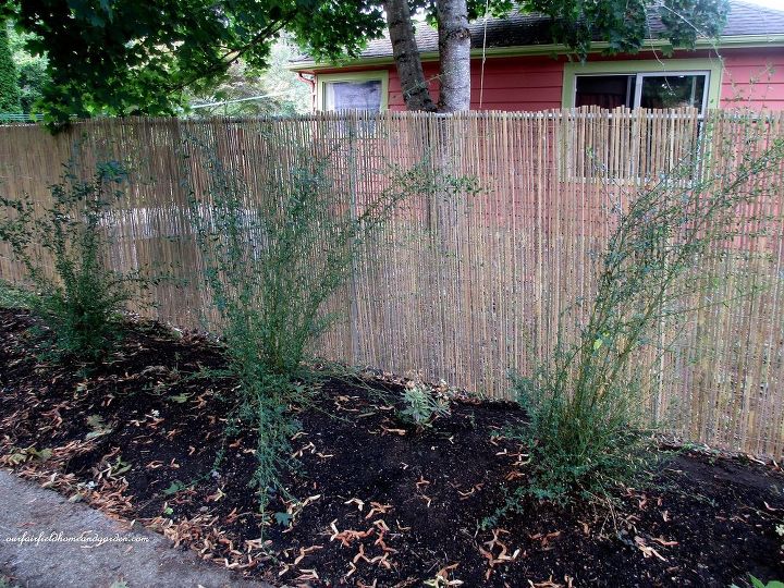 diy beautify a chain link fence with bamboo, diy, fences, outdoor living, After more privacy for both neighbors