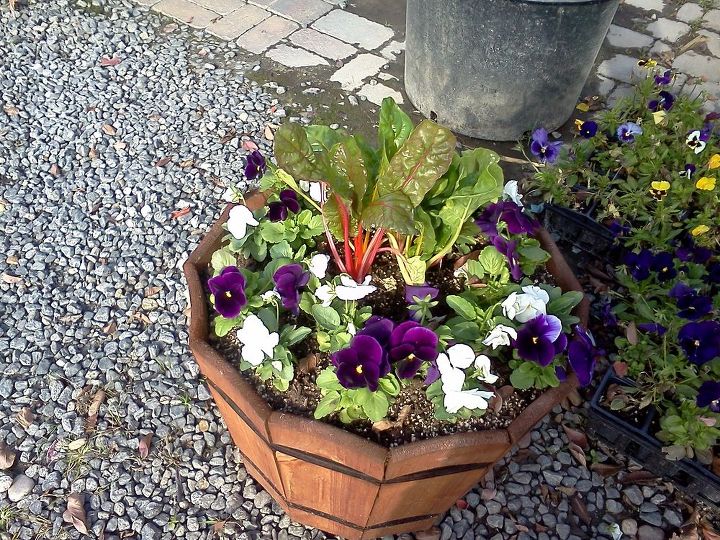 pot rambling, container gardening, flowers, gardening, hydrangea, perennials, Bright Lights Chard and Pansies Strong bold colors