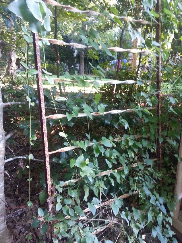 welcome to my potting area and nursery, gardening, outdoor living, repurposing upcycling, flea market find 5 perfect trellis for the Autumn Clematis