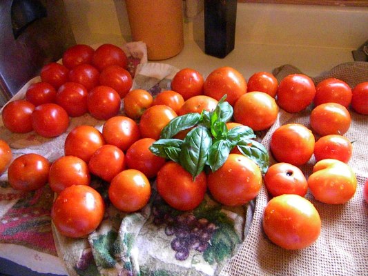 summer harvest flea market gardening style, gardening, Carol Hall s tomatoes