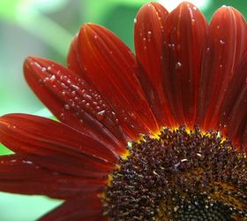 the august garden and sunflowers, flowers, gardening, Drop Dead Red Heirloom Botanical Interest