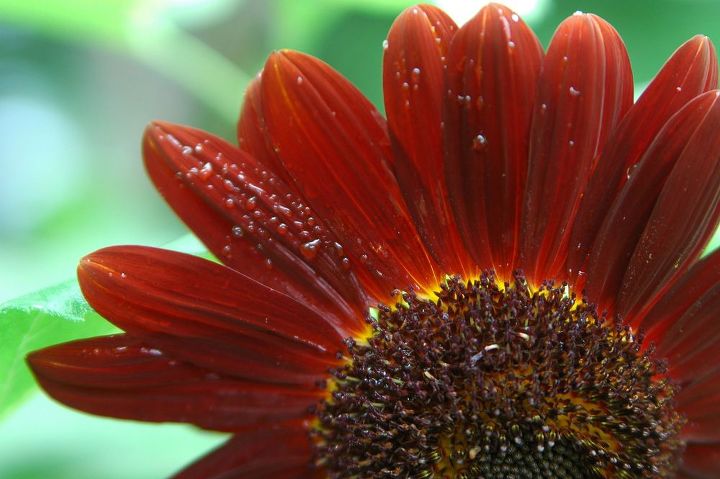 the august garden and sunflowers, flowers, gardening, Drop Dead Red Heirloom Botanical Interest