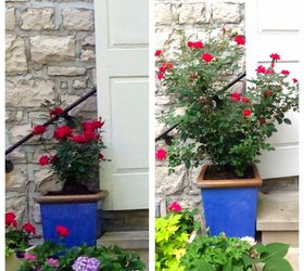 knockout roses plus, container gardening, curb appeal, flowers, gardening, Left when the roses were planted May 17 Right yesterday With a little care this rose has grown exceptionally well and upright through the season