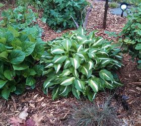 hostas the art of using one type and making it look different, flowers, gardening, This hosta is in a part sun garden mixed with a variety of other plants