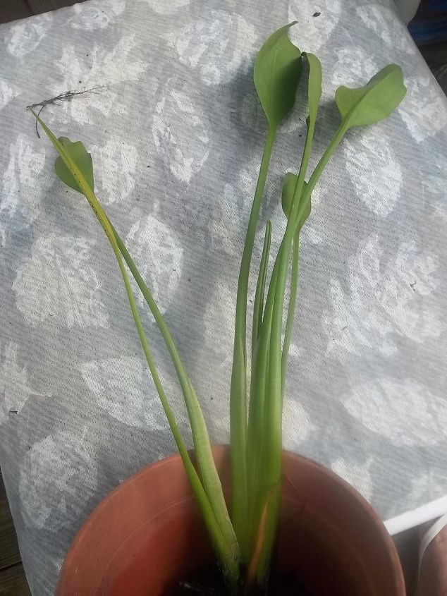 alligator flag, flowers, gardening