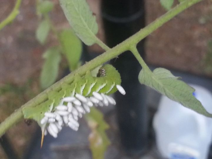 q what is hanging in this caterpillar, gardening, pets animals