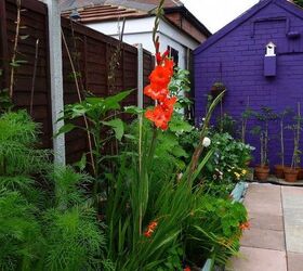 my garden labour of love and work in progress, flowers, gardening, outdoor living