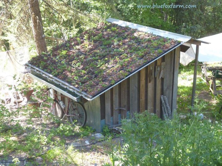 el eclectic eggporeum junk gardening at it s finest, El Sedum y el Sempervivum prosperan en condiciones dif ciles en el techo verde modular ver m s aqu