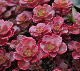 sedums add color to the late summer garden, flowers, gardening, As well as taller varieties there are many great groundcovers like this Dragon s Blood The red color of Dragon s Blood intensifies according to the amount of sunlight Dragons Blood Sedum spurium Dragon s Blood Full sun Max