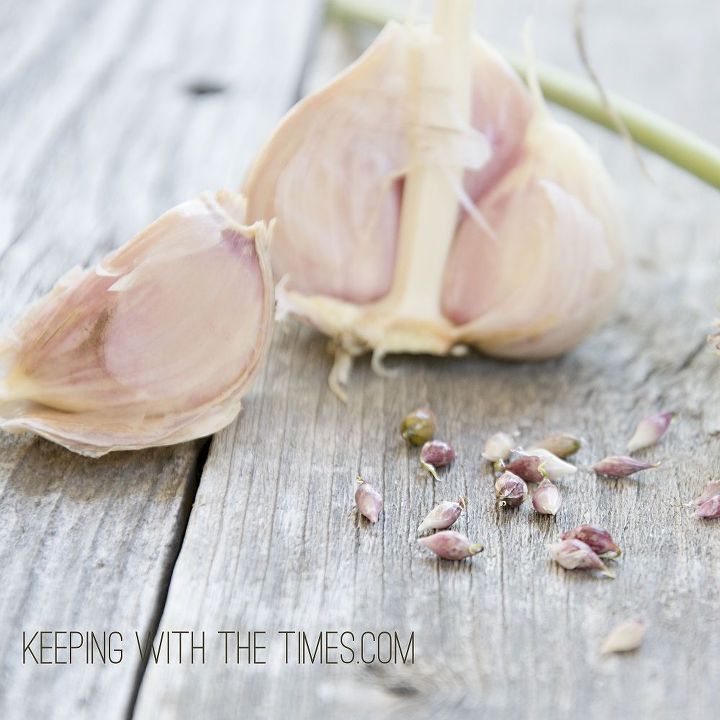 what do you do with garlic bulbils, gardening
