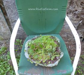 hypertufa sag pots, gardening, succulents, Mixed Sempervivum hens and chicks are the perfect planting in the rustic looking flat dish