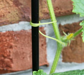 how to grow cucumbers on a trellis small space gardening, gardening, I tuck the leaves behind or around the trellis and before you know it the tendrils have grabbed onto the trellis and secure the plant in place