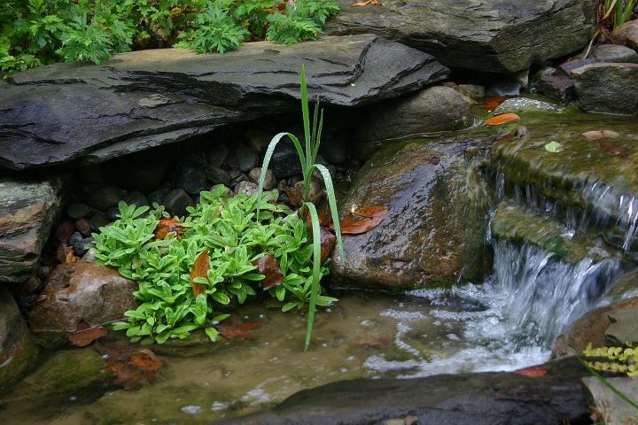 water fall and fall color a study in color and texture, ponds water features, This is Forget me Not and during the summer months has a little blue flower that contrast nicely with the yellow Creeping Jenny It is thinned out periodically through the summer to provide a resource for ponds we build