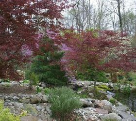 water fall and fall color a study in color and texture, ponds water features, I always enjoy the colors of a new spring The Redbud and Dogwood in bloom are my favorite combination of color I am looking forward to next spring with more Redbud in the garden to go along with the native Dogwood