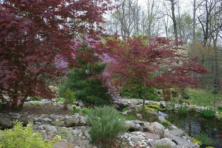 water fall and fall color a study in color and texture, ponds water features, I always enjoy the colors of a new spring The Redbud and Dogwood in bloom are my favorite combination of color I am looking forward to next spring with more Redbud in the garden to go along with the native Dogwood