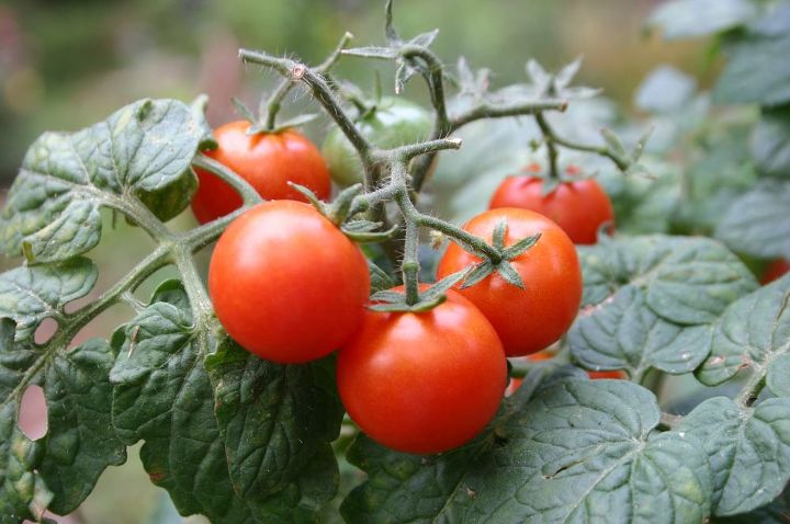 if your tomato plant seems to be losing its flowers without making fruit try tapping, flowers, gardening